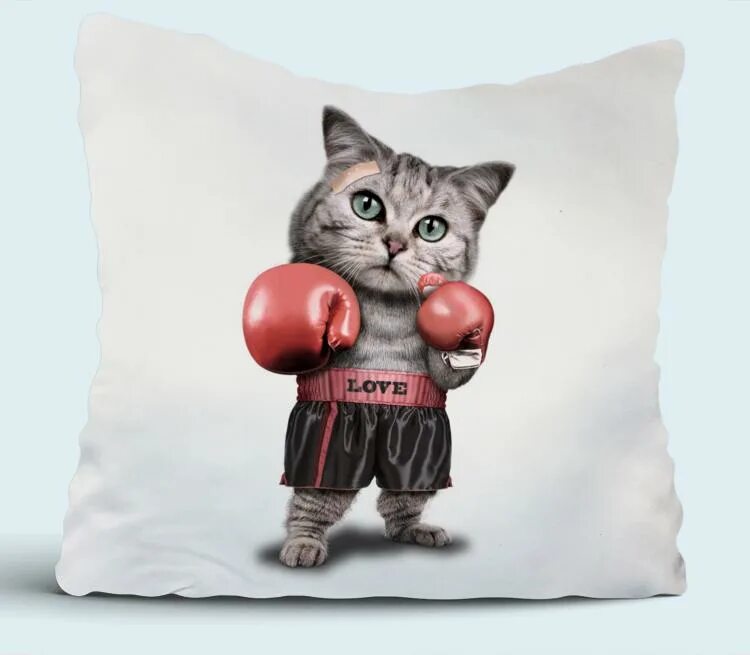 Кошачий бокс. Кошка в боксерских перчатках. Кот боксёр смешной. Кот боксер. Спортивный котик.