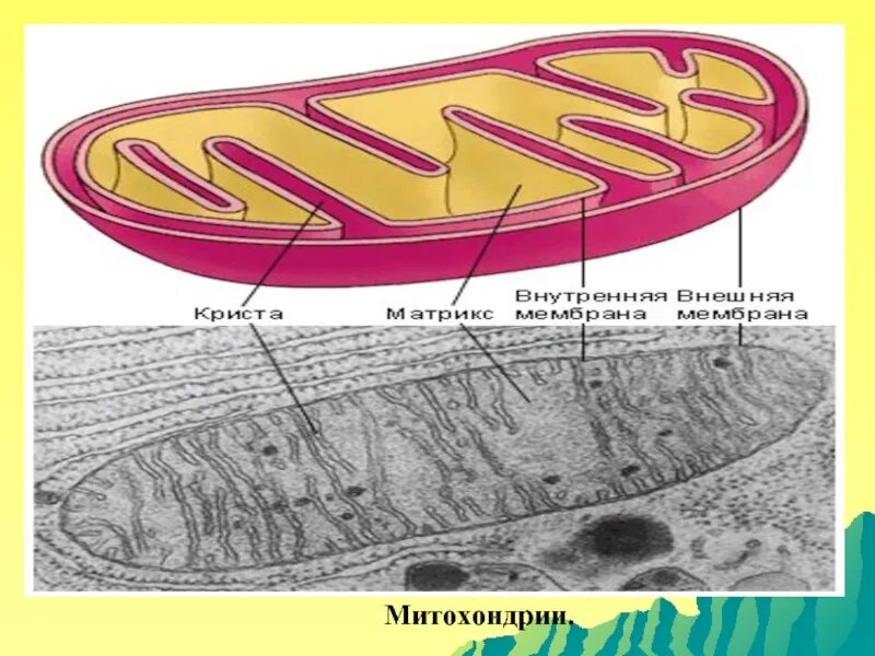 Митохондрии гистология. Строение митохондрии гистология. митохондрии гистология препарат. строение митохондрии микроскоп. микроскопическое строение митохондрии.