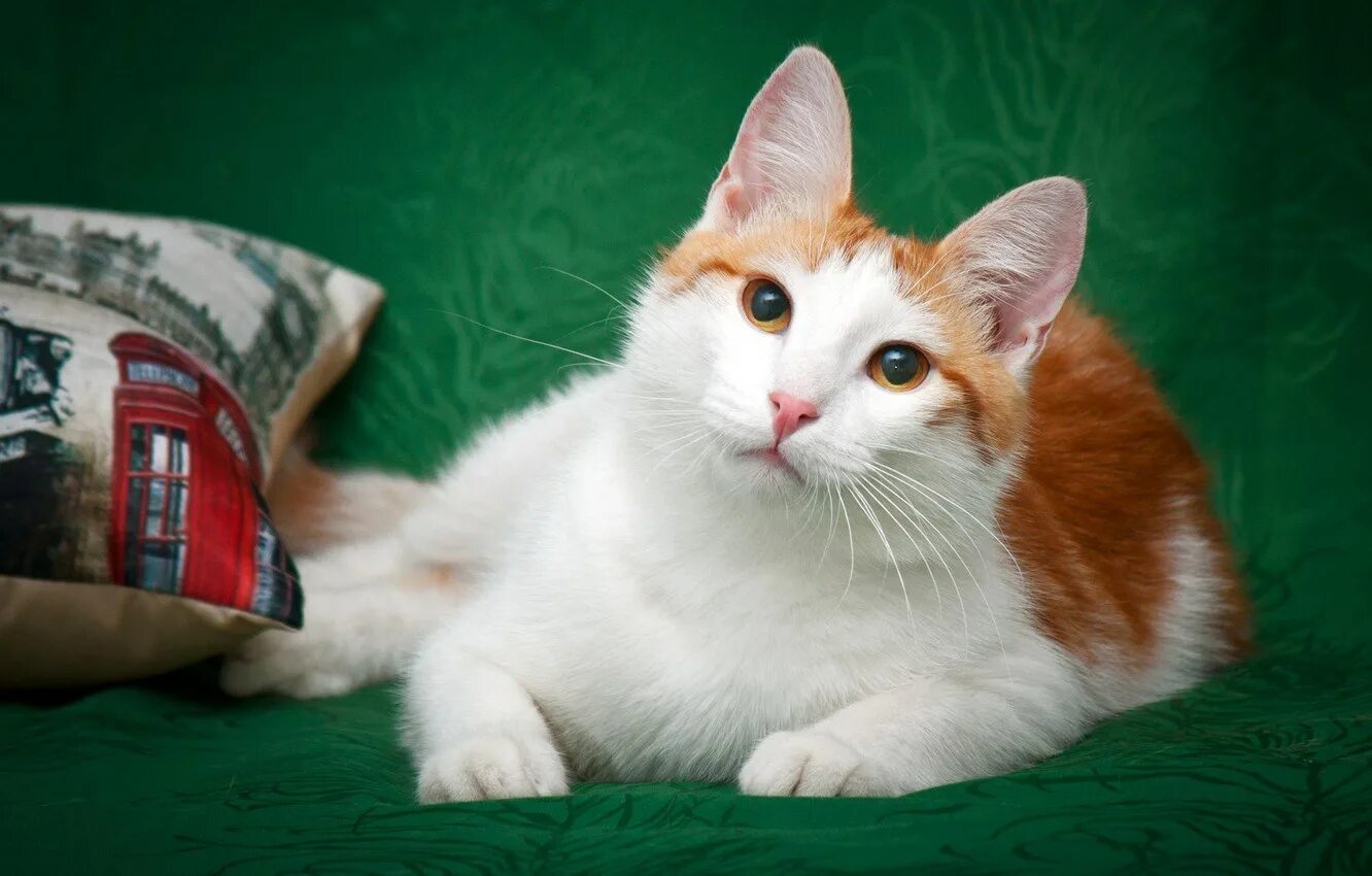 Порода кошек рыже белого окраса. Турецкий Ван короткошерстный рыже белый. Турецкий Ван кошка короткошерстная. Порода кошек турецкий Ван рыжая с белым. Турецкий Ван рыже белый котенок.