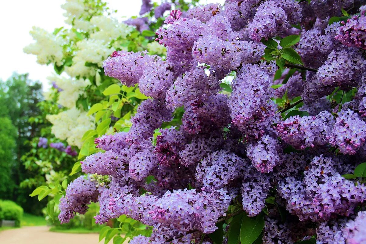 Цветение сирени когда. Штамбовая сирень. Сирень голубая (Syringa vulgaris.