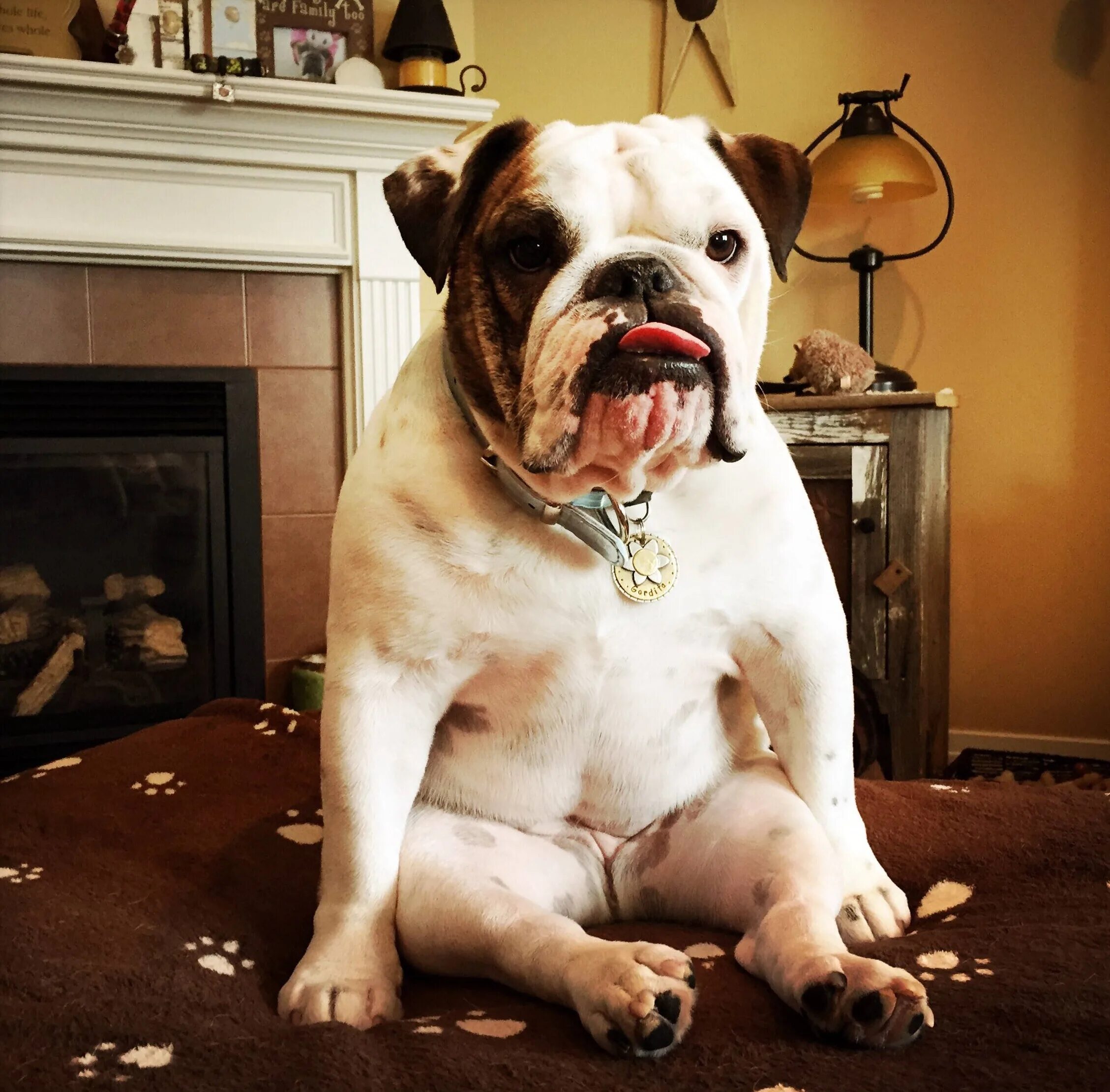 Смешные бульдоги фото