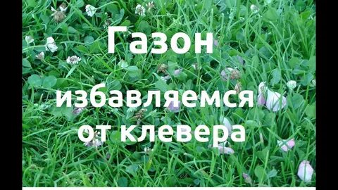 Как вывести клевер с газона