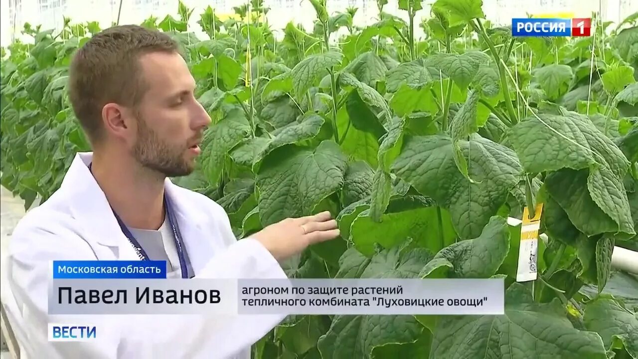 Луховицкие овощи вакансии: найдено 82 картинок