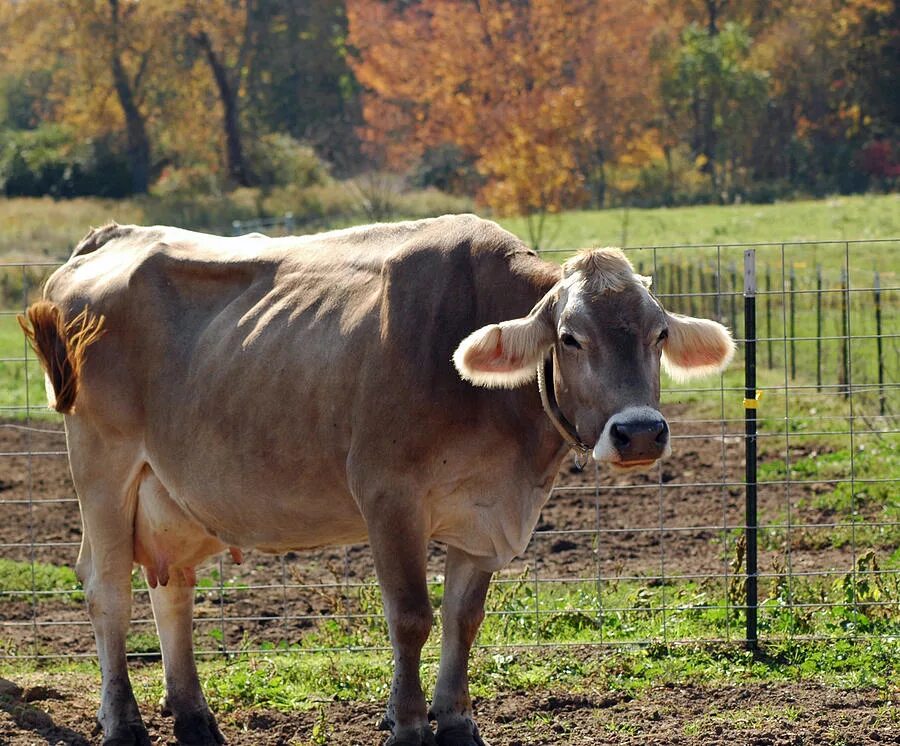 Корова карикатура. Худа корова. Стройная корова. Корова из мультика. Взгляд коровы.