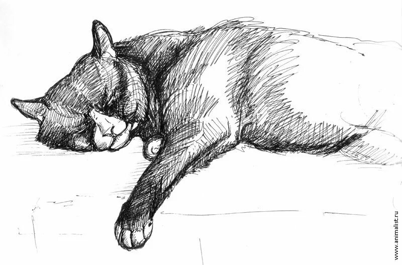 Как нарисовать лежащую кошку