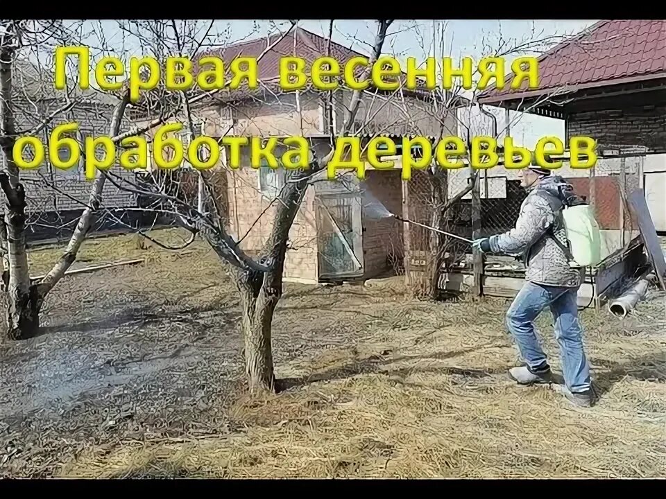 Какие деревья обрабатывают бордосской жидкостью. Бордосская смесь для обработки деревьев весной. Бордосская для деревьев весной. Весенняя обработка для деревьев +30. Весенняя обработка сада бордосской.