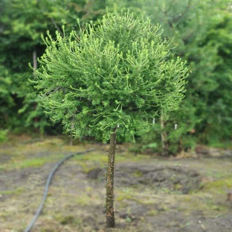 Лиственница европейская Корник. Лиственница европейская "Корник" (Larix decidua 'Kornik'). Лиственница европейская Kornik. Лиственница европейская (Larix decidua "Kornik")*. Купить семена штамбовый король