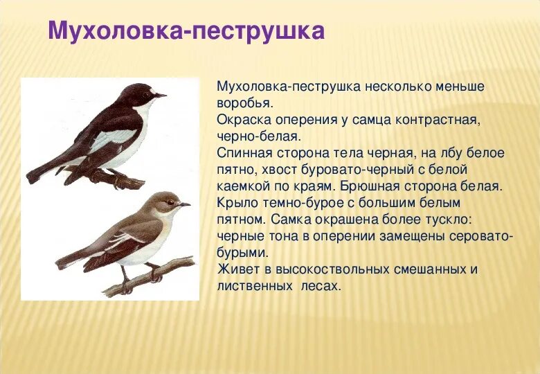 Мухоловка пеструшка птица. Мухоловка птичка серая. Мухоловка серая – muscicapa striata (pallas, 1764). Описание птицы мухоловки. Перелетные птицы мухоловка.