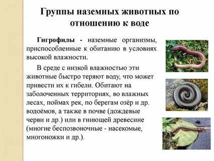 Приспособление к влаге