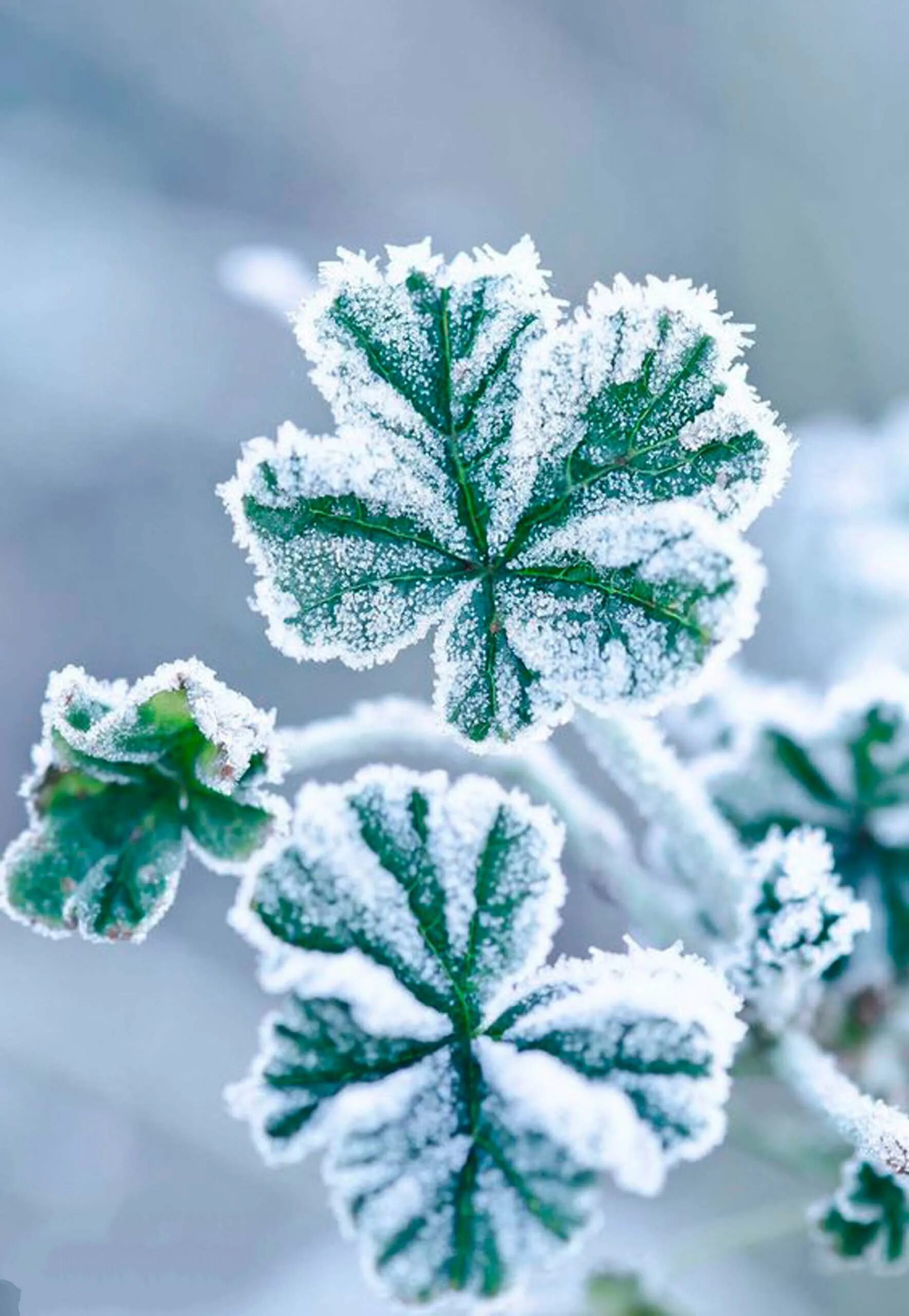 зимние снежинки с добрым утром. зимнее утро снежинки. зимнее настроение. красивые снежинки с добрым утром. доброе зимнее утро.