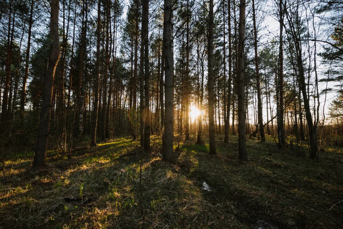 леса ивановской области. парк города южи. лесная усадьба ивановская область. ивановская область приволжский район поселок поверстное. берёзовая роща ивановская область.