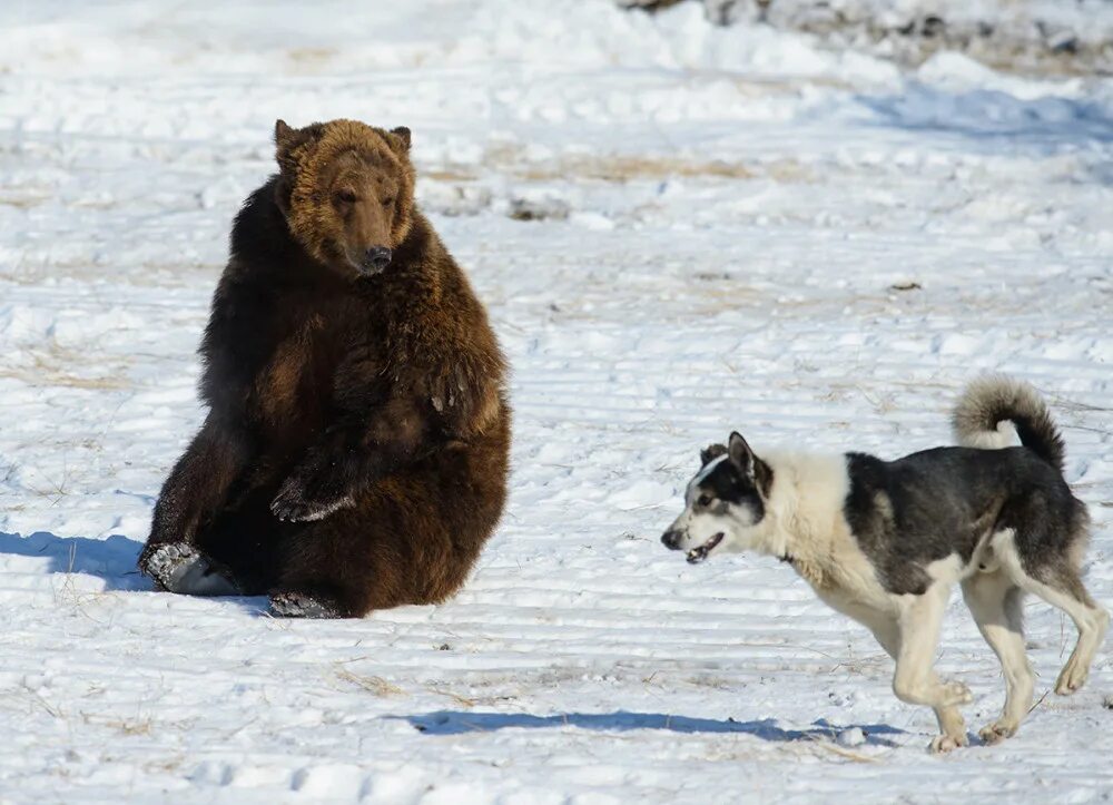 карельская медвежья собака. три медведя белый панда и гризли. собака привела трёх медведей. 3 медведя собака. дружба зверей.