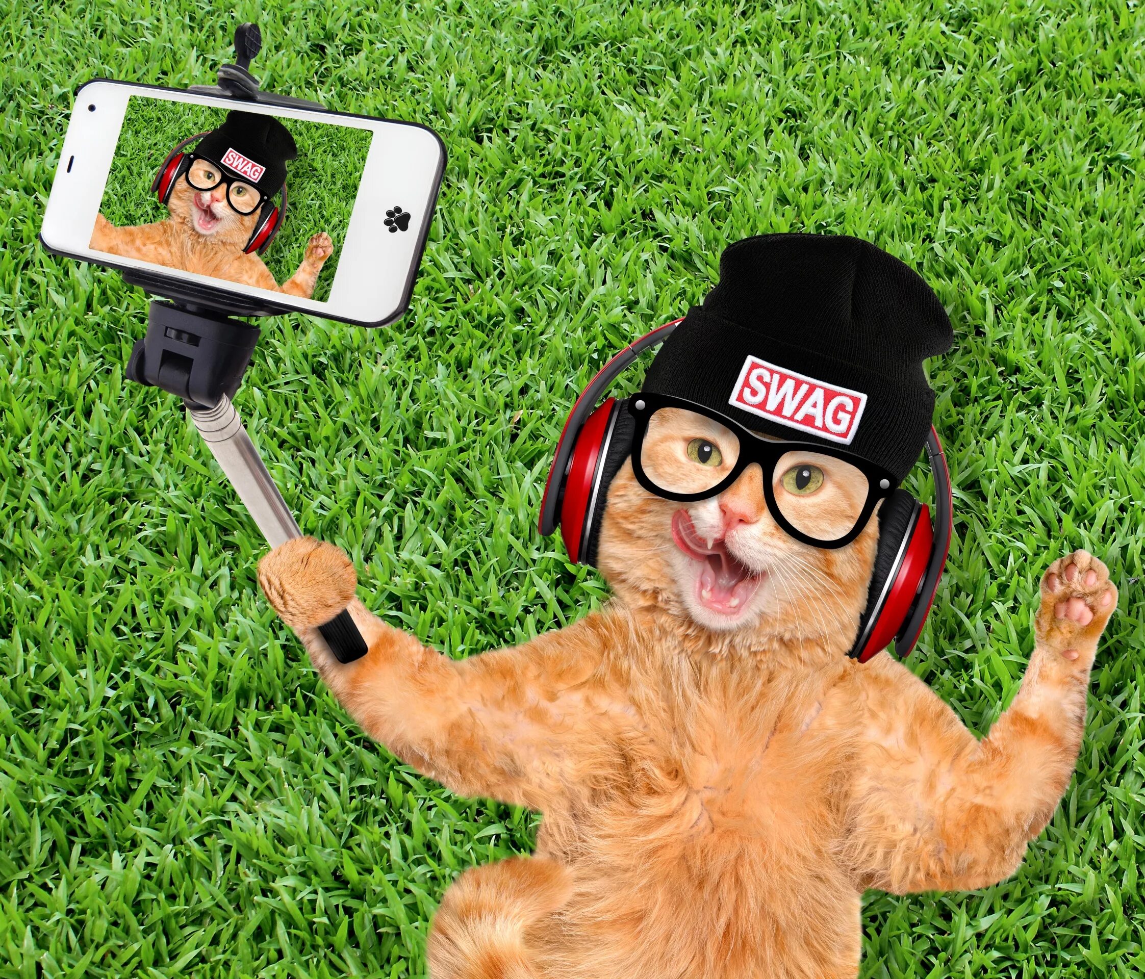 Selfie peg. Рыжий кот в очках. Крутой котик в очках. Смешной кот в очках. Забавные селфи.