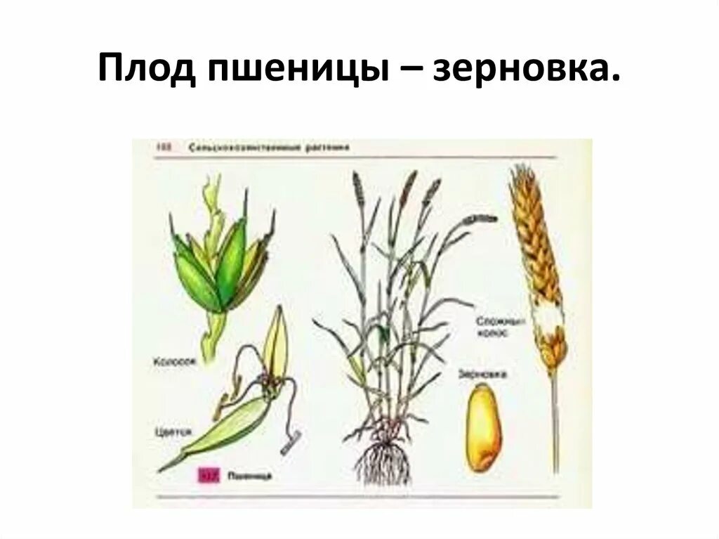 Экспериментатор поместил зерновки