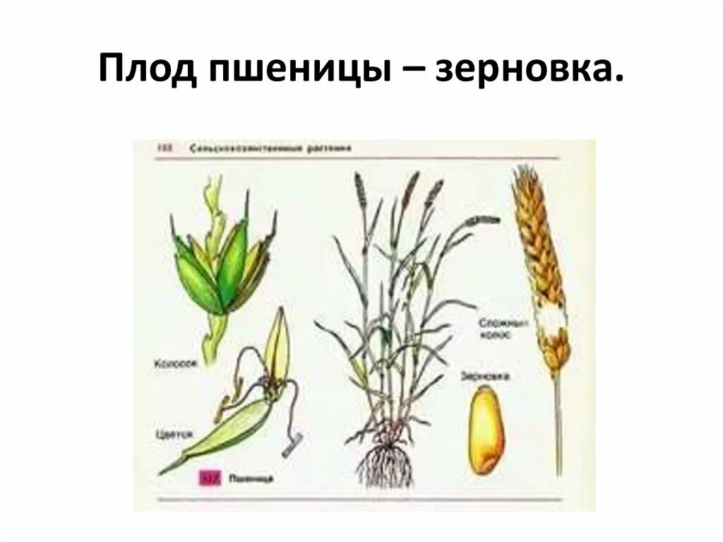 Озимая пшеница плод. Плод Зерновка пшеницы. Плод Зерновка строение. Плод у растения пшеница Зерновка.