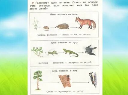 Схема цепи питания характерная для луга