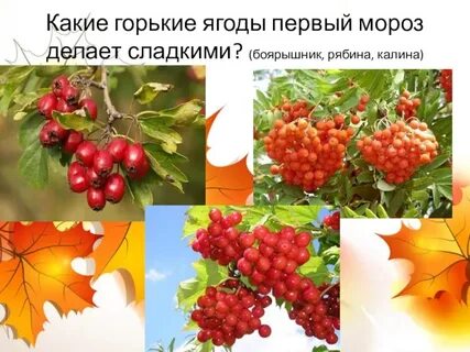 Читать горькие ягодки