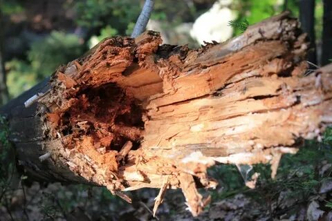Сломали дерево что делать