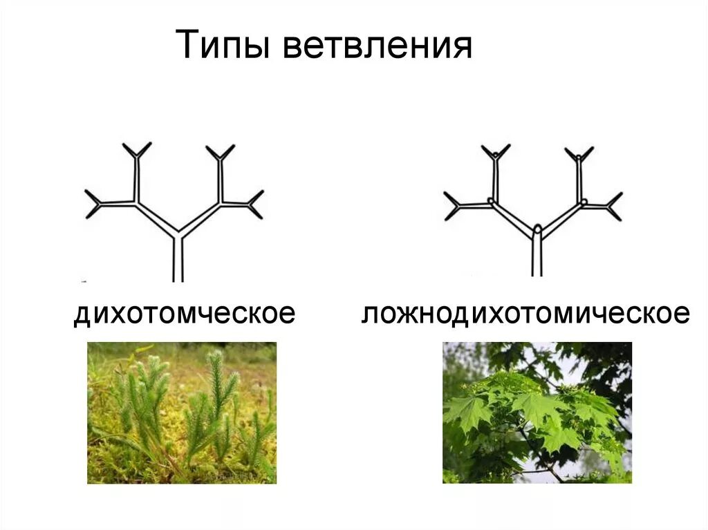 Ложнодихотомическое ветвление побегов. Дихотомическое ветвление стебля. Дихотомическое ветвление побега. Типы ветвления побегов дихотомическое.