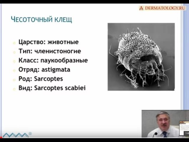 Чесоточный зудень систематика. Саркоптоидные (чесоточный зудень). Чесоточный зудень систематика. Морфологическое строение чесоточного зудня. Чесоточный зудень имагинальную стадию.