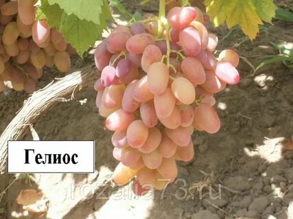 Гелиос сорт винограда отзывы