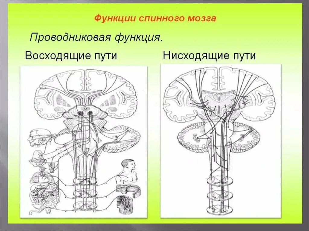 Нисходящие пути спинного. Восходящие и нисходящие пути спинного мозга. Проводящие пути спинного мозга восходящие и нисходящие. Спинной мозг проводниковая функция нисходящие пути. Проводниковая функция спинного мозга нисходящие проводящие пути.