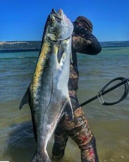 Большие рыбы черного моря