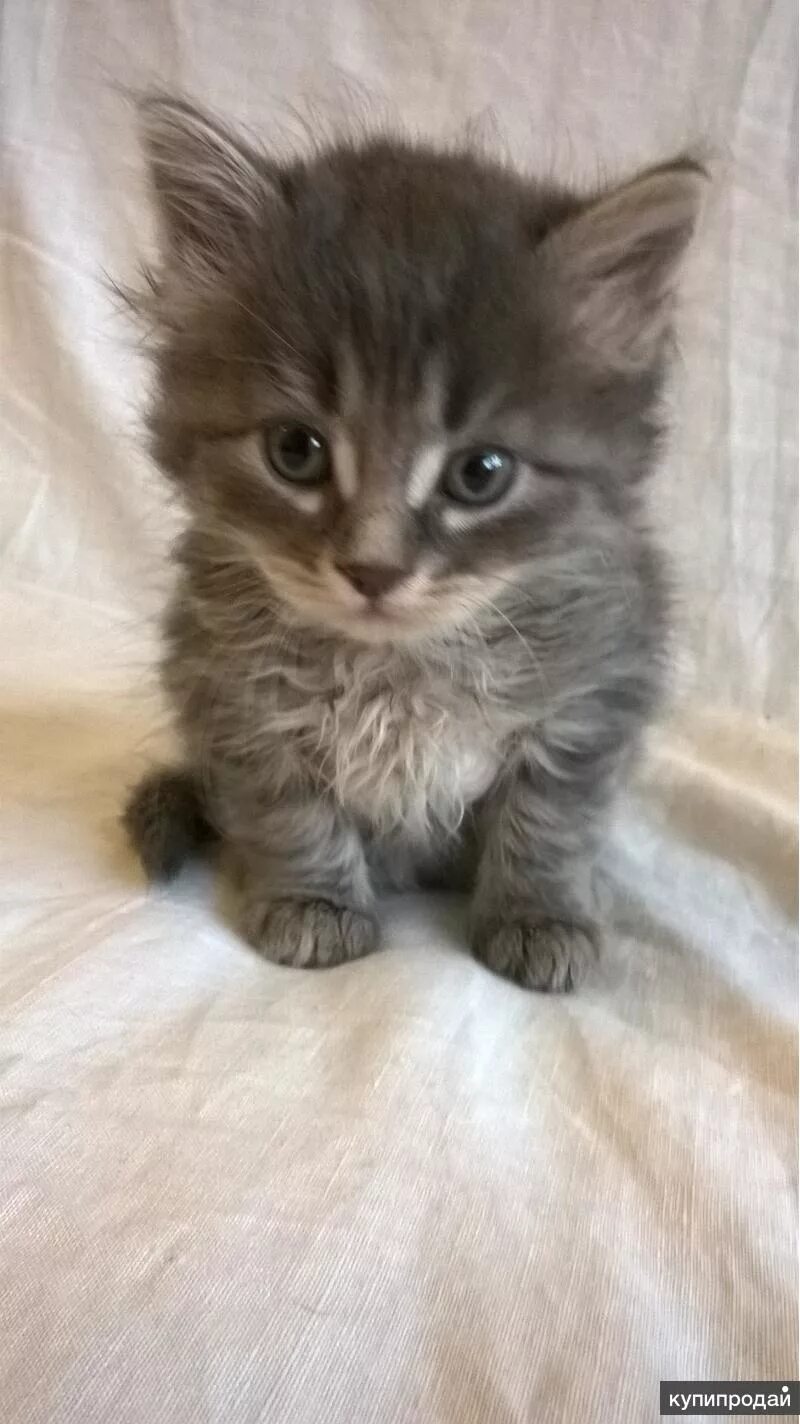 Котята дымчатого цвета. Турецкая ангора котята серые. ангорские котята серые. дымчатый котенок. серый дымчатый котенок.