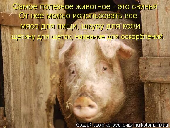 самые необычные мутации животных. маленький олень. самое полезное животное. морская свинка и человек. лемур африка.