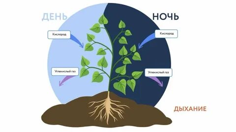 Выделяют или поглощают растения кислород в темноте