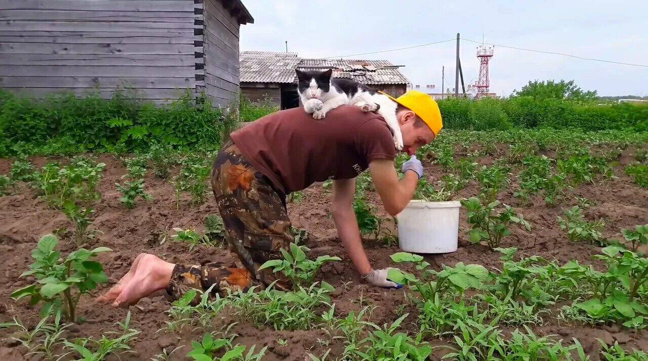 Хозяин огорода. Дачный помощник. Кот помогает на огороде. Кошка поливает грядки.