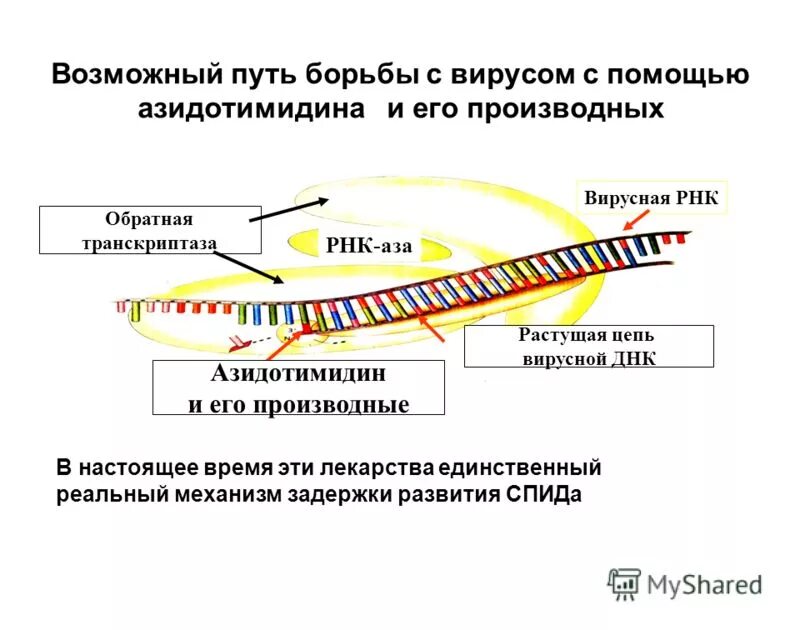 Функции фермента обратной транскриптазы. Фермент Обратная транскриптаза. Обратная транскриптаза строение. РНК С обратной транскриптазой. Обратная транскриптаза