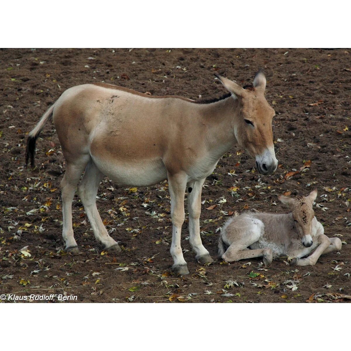 Погода в кулане. Кулан среда обитания. Кулан детеныш. Полуослы. Джигитай.