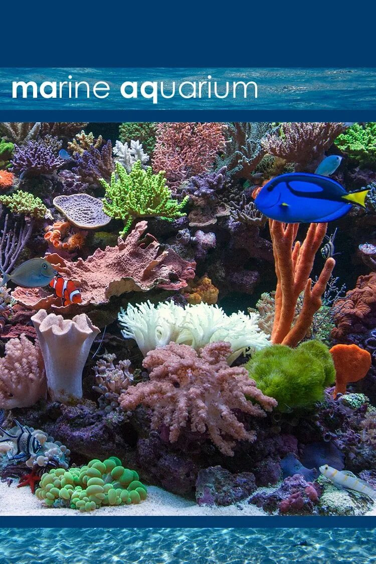 Marine aquarium. Maritime аквариум. Заставка на телевизор морской аквариум. Морской аквариум 1200х400х600.