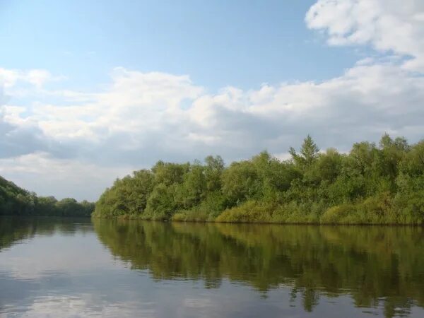 Река медведица рыбы. Сосновый бор река медведица. река медведица тверская область. река медведица тверская область рыбалка. рыба в реке медведица тверская область.