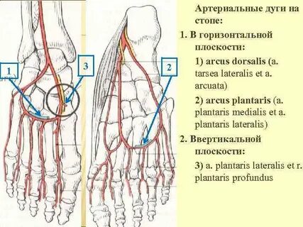 Кровоснабжение голеностопного сустава