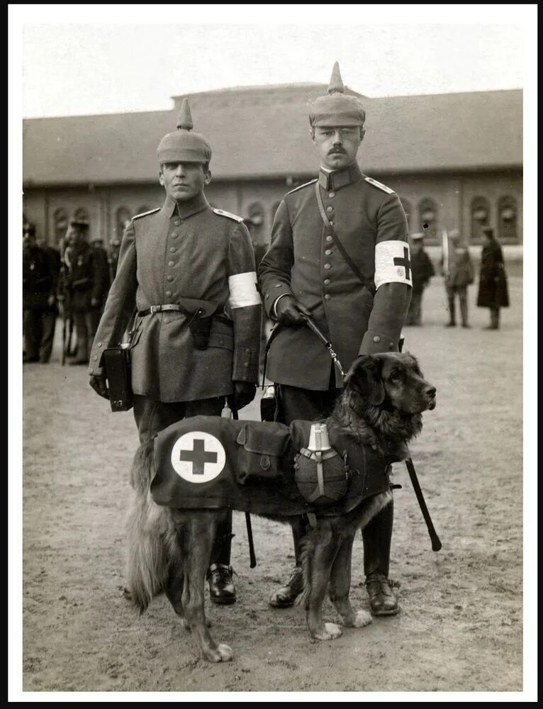 Красный крест первая мировая. Собаки красного Креста 1 мировая Германия. Lionberger German Dog. Медик первая мировая Германия. Немецкий санитар 1 мировой войны.