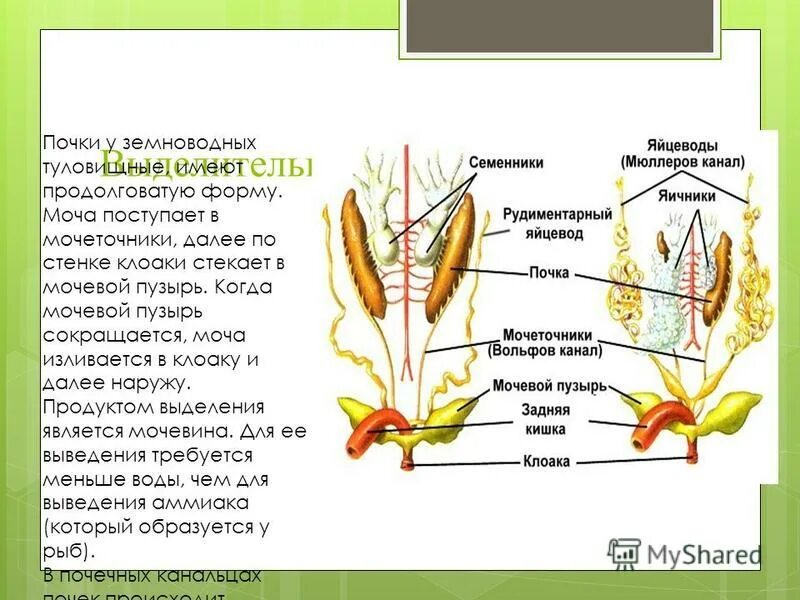 Мочеточник у земноводных. Строение туловищной почки. Туловищные почки у земноводных.