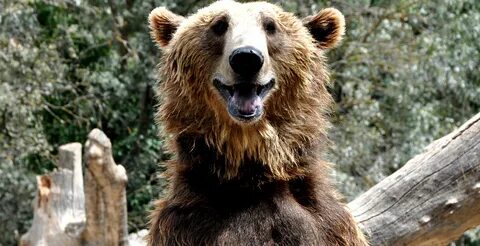 Медведь смеется картинки