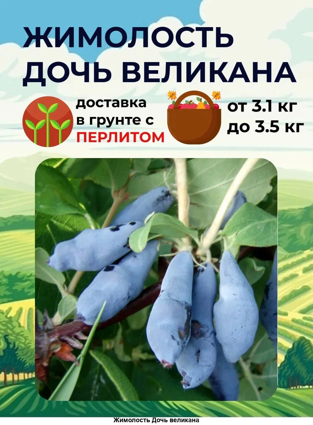 Жимолость Ленинградский великан: описание сорта, фото, отзывы, посадка и уход