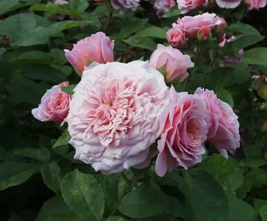 Will rose