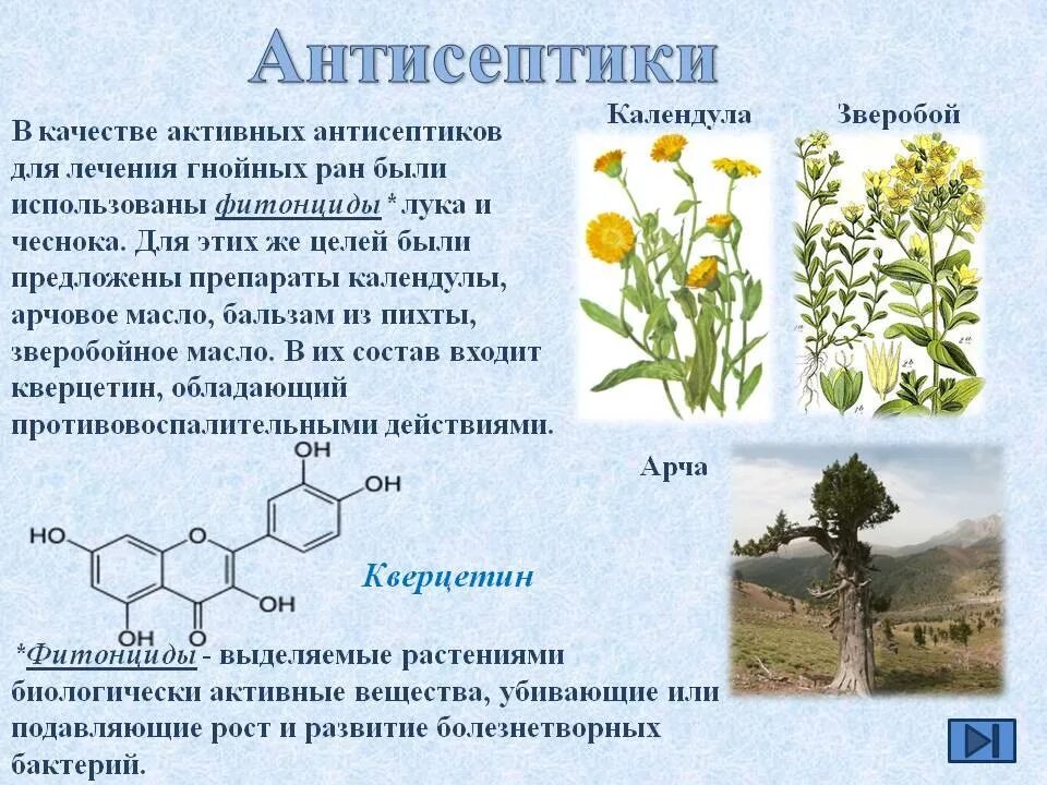 Какого растения получают инновационный ингредиент филобиома актив. Антисептические травы. Растительные антисептики. Антисептическое лекарственные растения. Растения обладающие антисептическим действием.