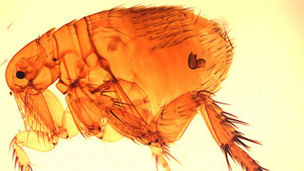 Блоха крысиная южная. Собачьи блохи ctenocephalus canis. Эндемический (крысиный) сыпной тиф. Блоха человеческая препарат. Человеческая блоха самка и самец.