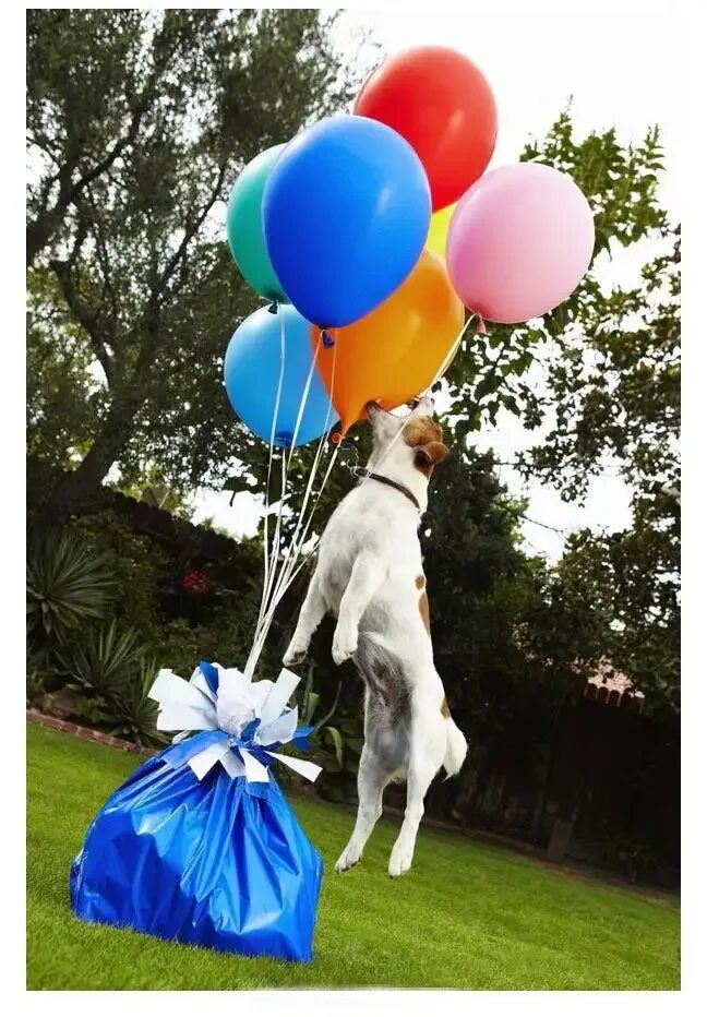 Собака в шаре. Собака с воздушными шарами. Шарики воздушные животные. Шарик собака. Животные с воздушными шарами.