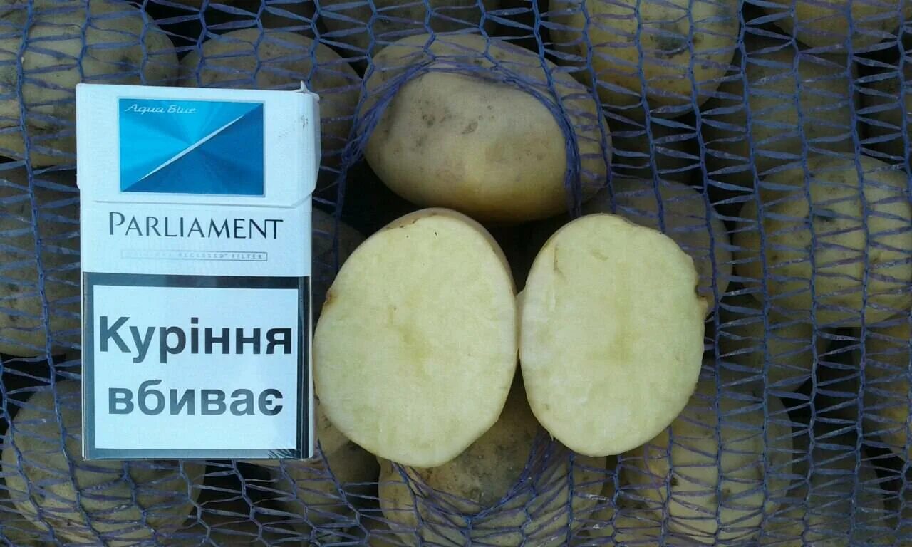 Картофель семенной сорт Скарб, элита от СПК "Возрождение" - продажа на АГРОпракт