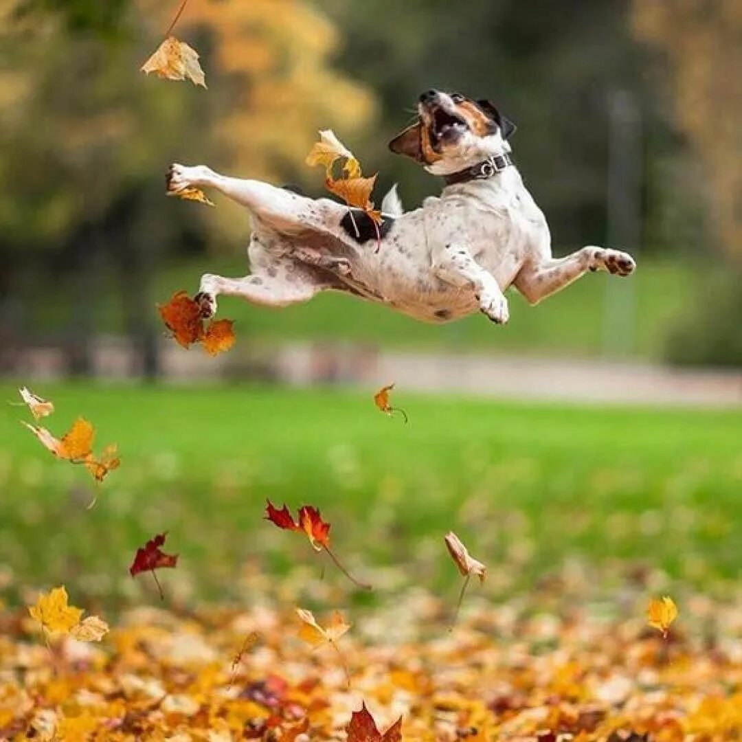 Позитив картинки. Осень радость. Радость животных. Радоваться осени. Осеннее настроение.
