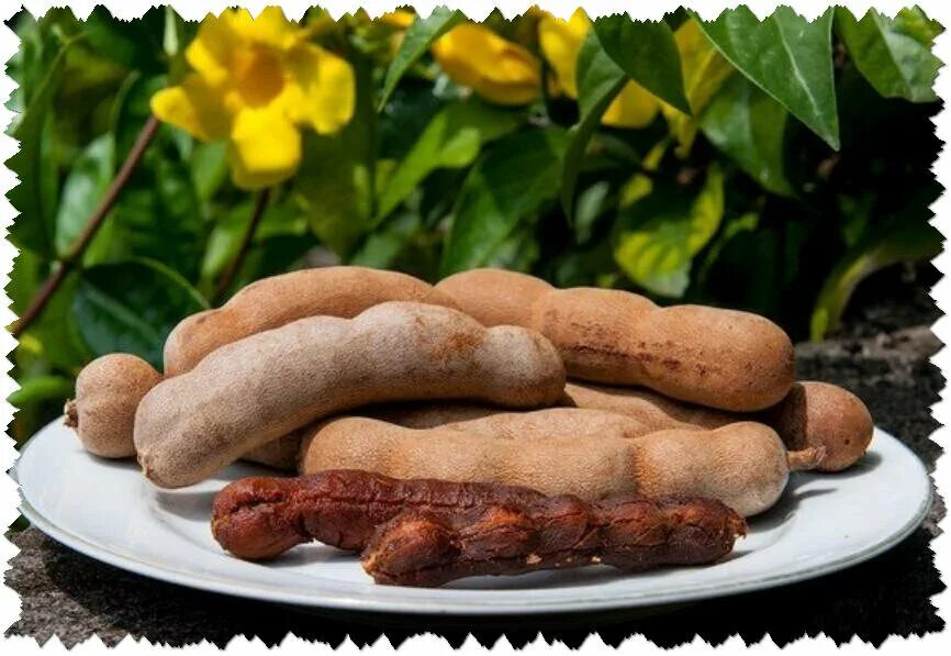 Тамаринд тайланд. Тамаринд это. Тамаринд дерево. Тамаринд индийский. Орех тамаринд.