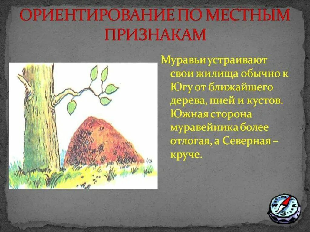 Сторона муравейника. Ориентирование по местным признакам. Ориентирование по местным природным признакам. Вркнтирование по местном признакам. Ориентирование попо местным признакам.