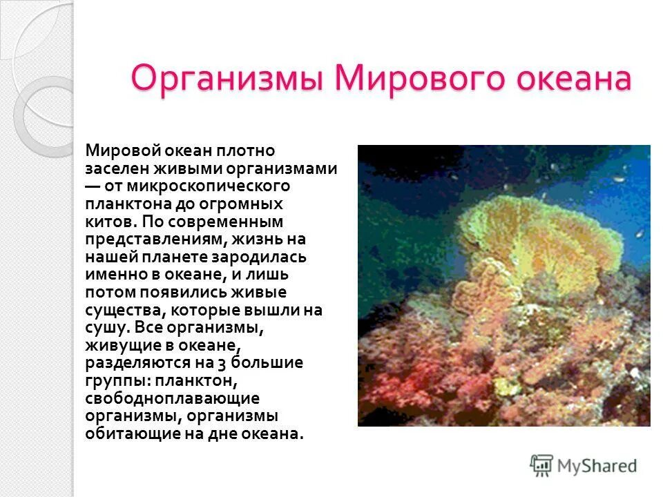 Больше всего заселена живыми организмами. Организмы мирового океана. Жизнь в океане доклад. Живые организмы в океане. Доклад о живых организмах, обитающих в Водах мирового океана.