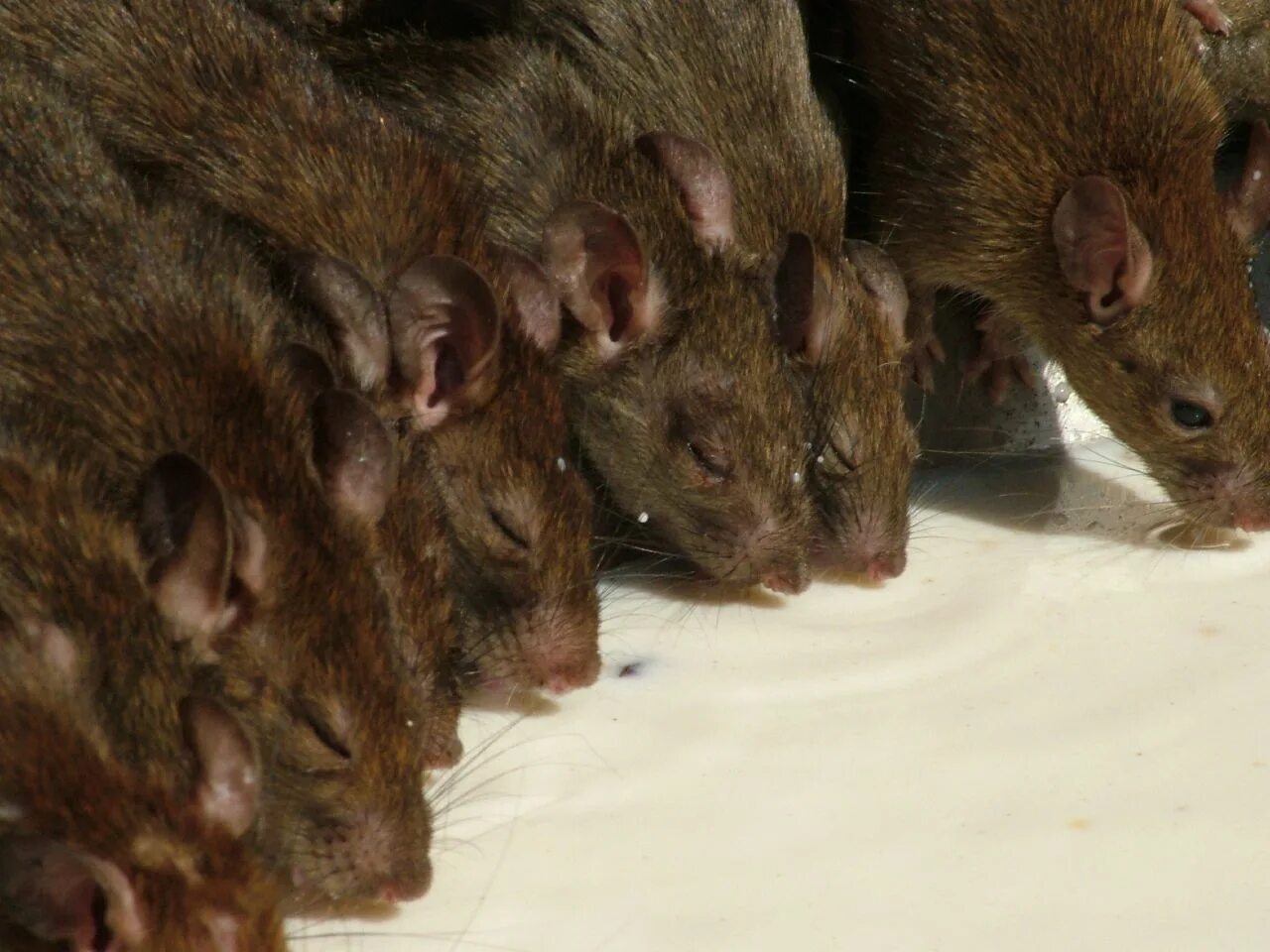 Apopo крысы. Крысиный храм Карни мата. Много мышей.